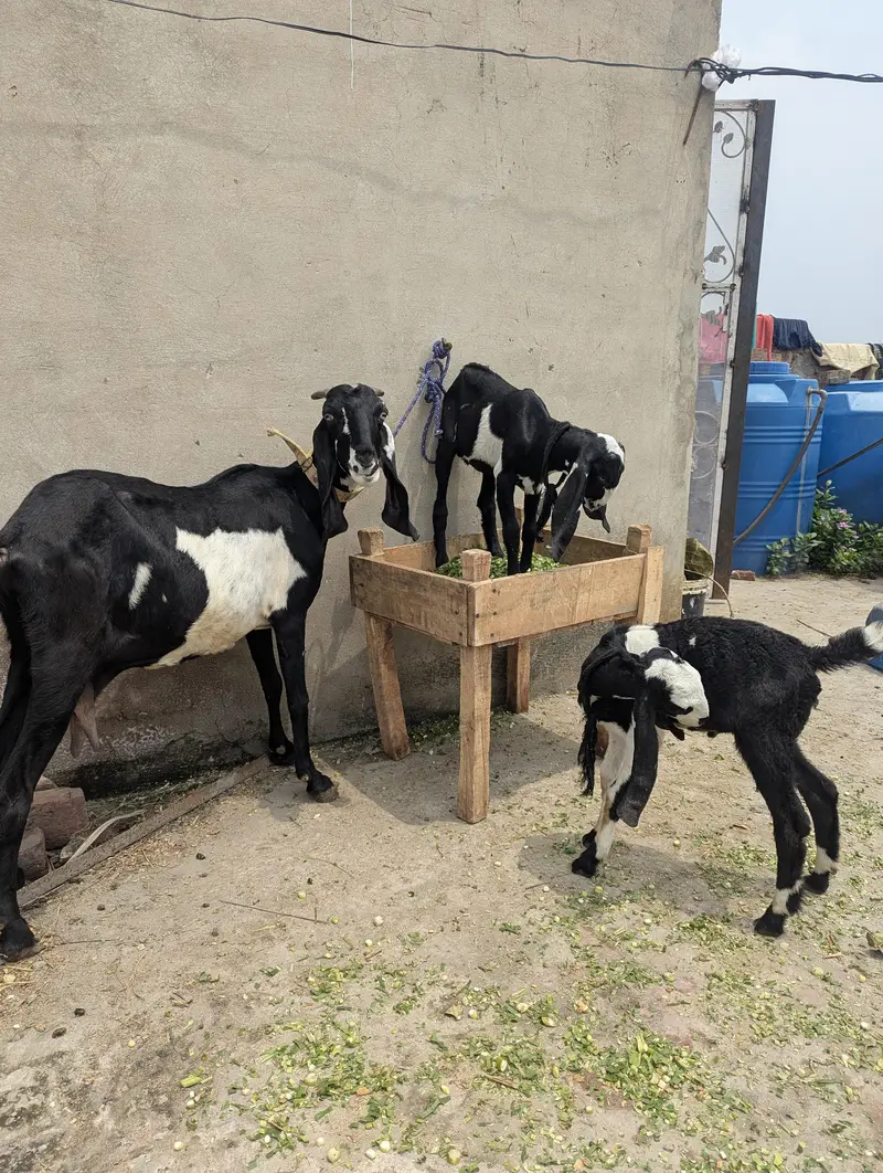 Desi Bakri For Sale — photo 2