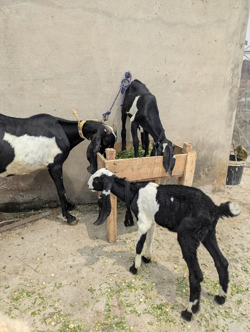 Desi Bakri For Sale — photo 3