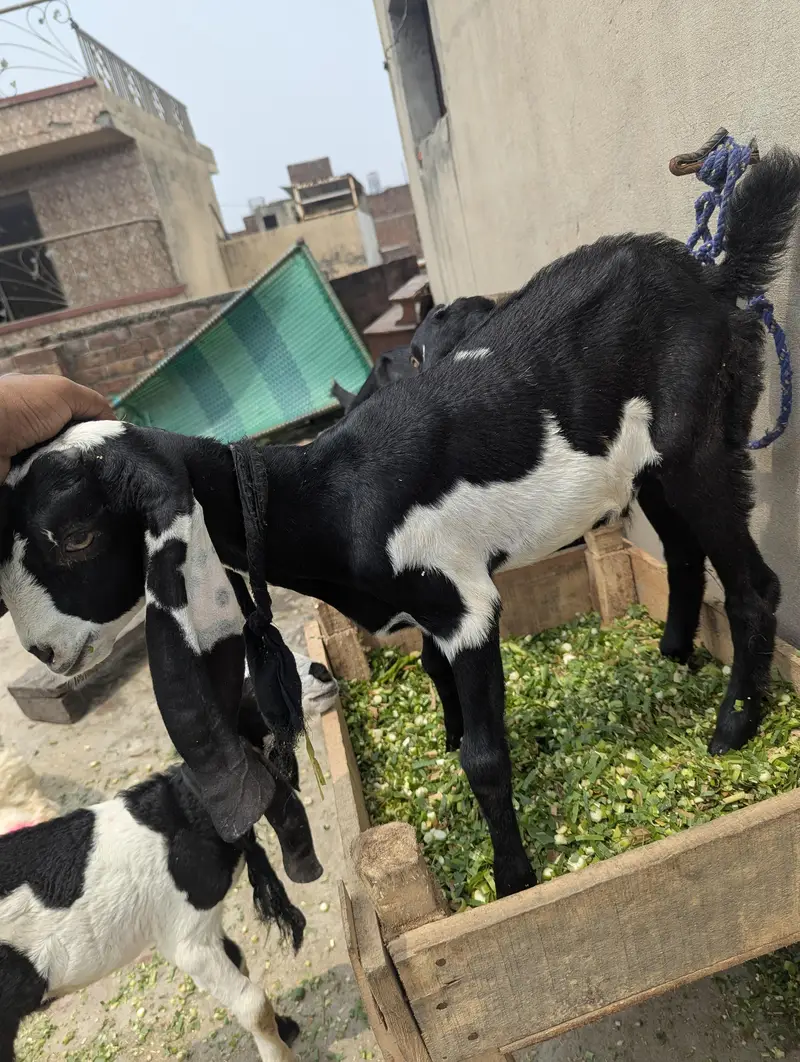 Desi Bakri For Sale — photo 4