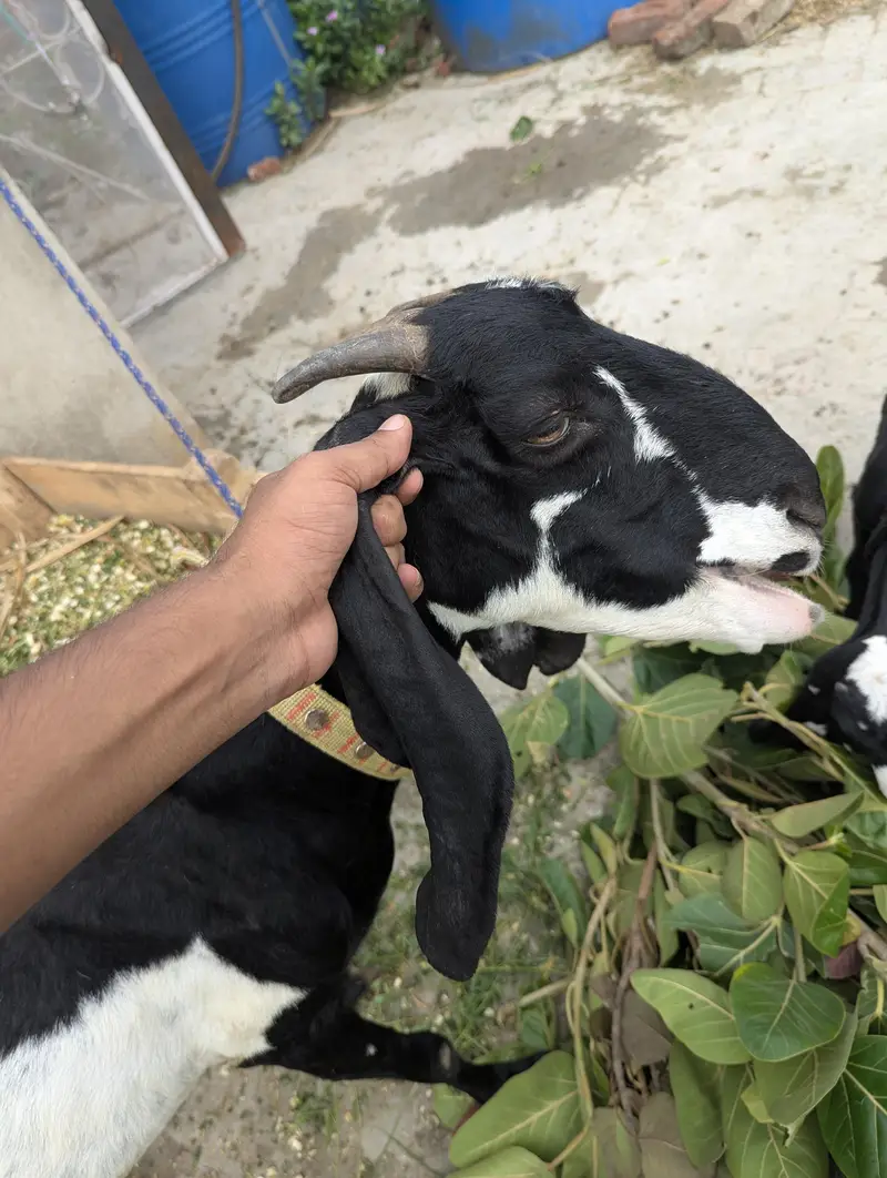Desi Bakri For Sale — photo 5