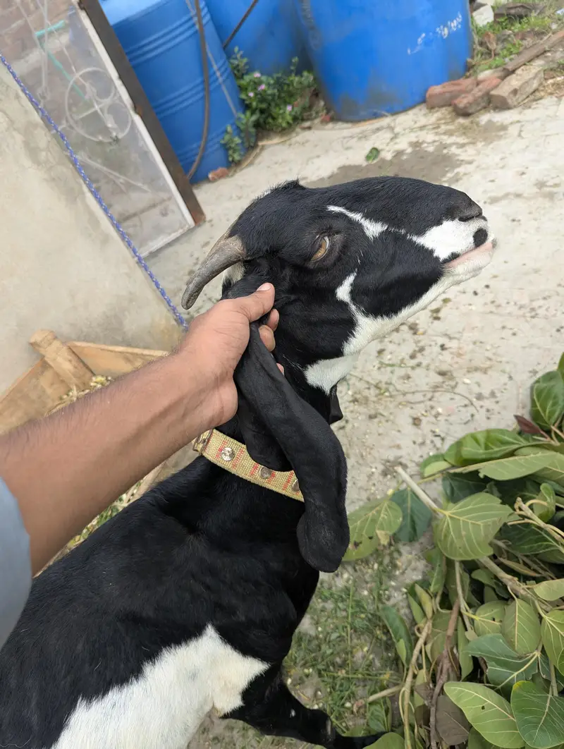 Desi Bakri For Sale — photo 6