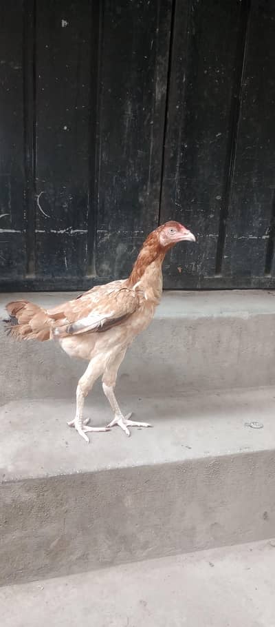 ready to breed aseel miawali on clutch le chuke hai