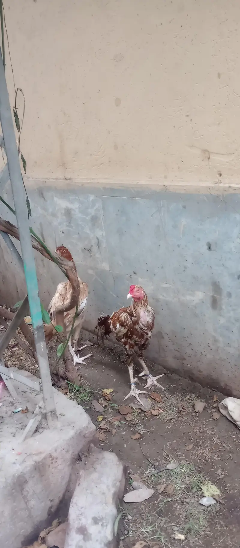 ready to breed aseel miawali on clutch le chuke hai — photo 2