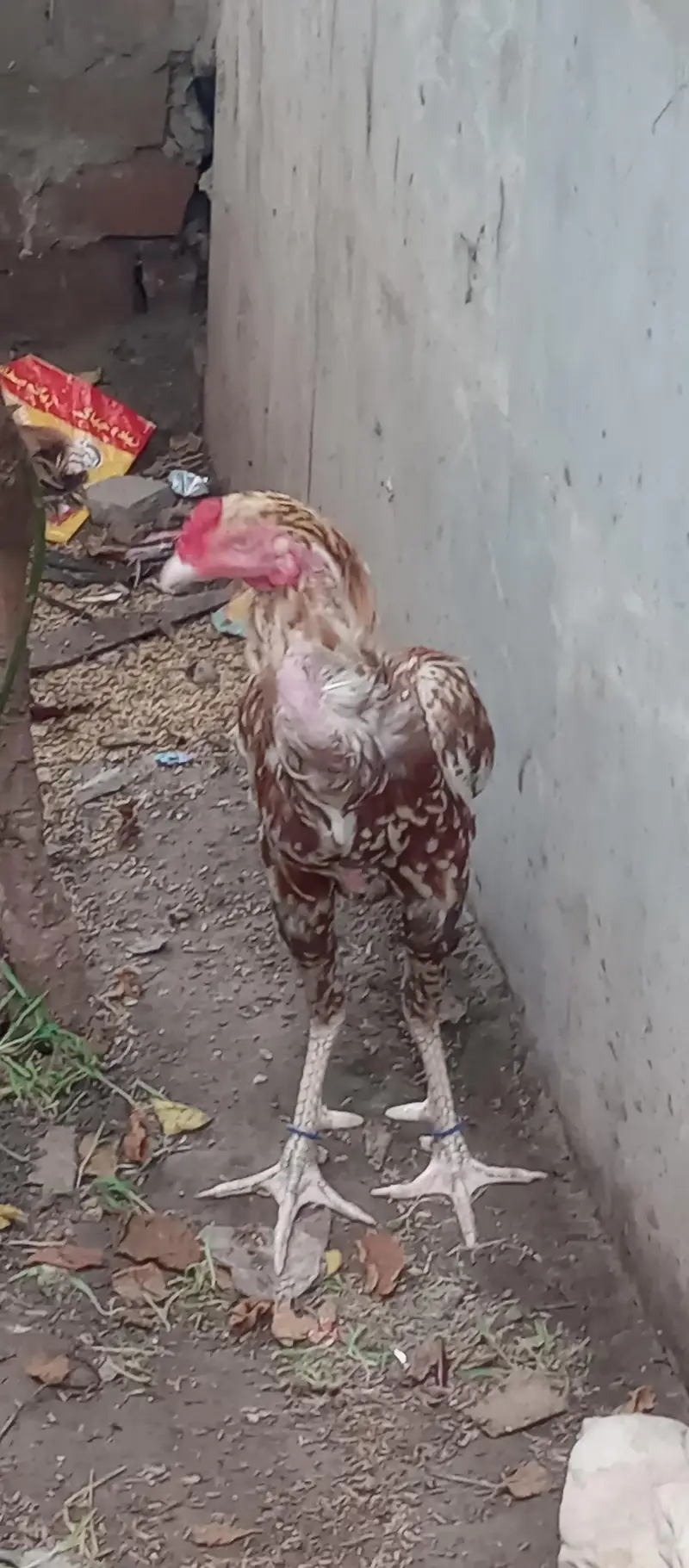 ready to breed aseel miawali on clutch le chuke hai — photo 3