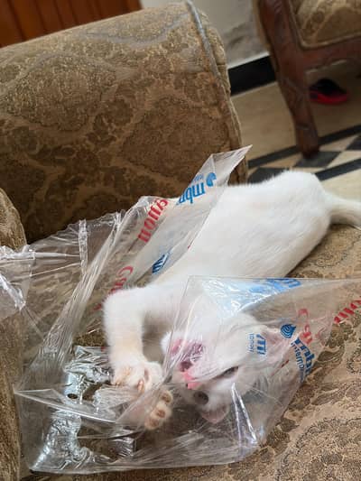 Fluff persian kitten Single coat