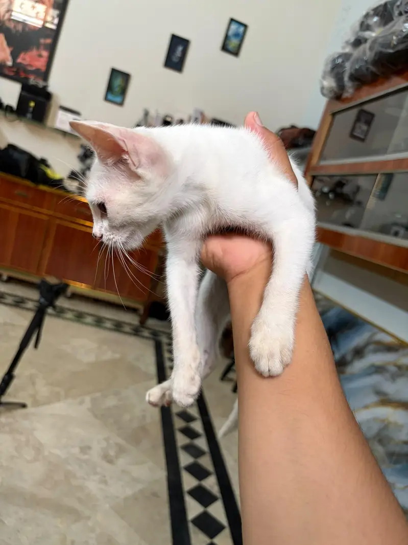 Fluff persian kitten Single coat — photo 3