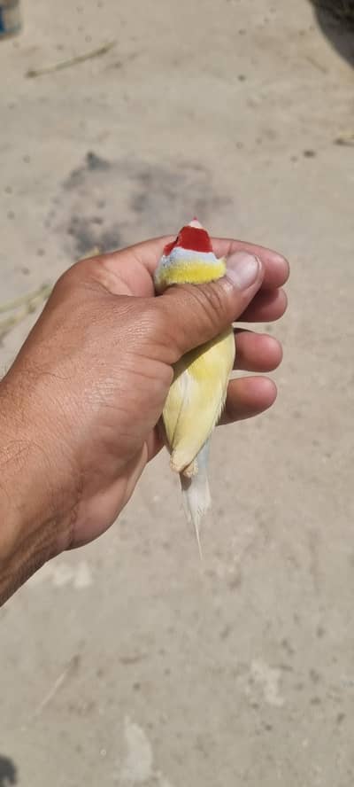 Lotino male green female gouldian Blue split pair