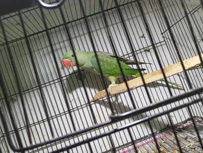 Beautiful Raw Ka Bacha (8 Months Old) With Big Free Cage