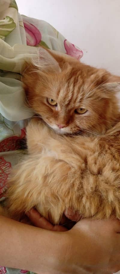 persian cat for sale