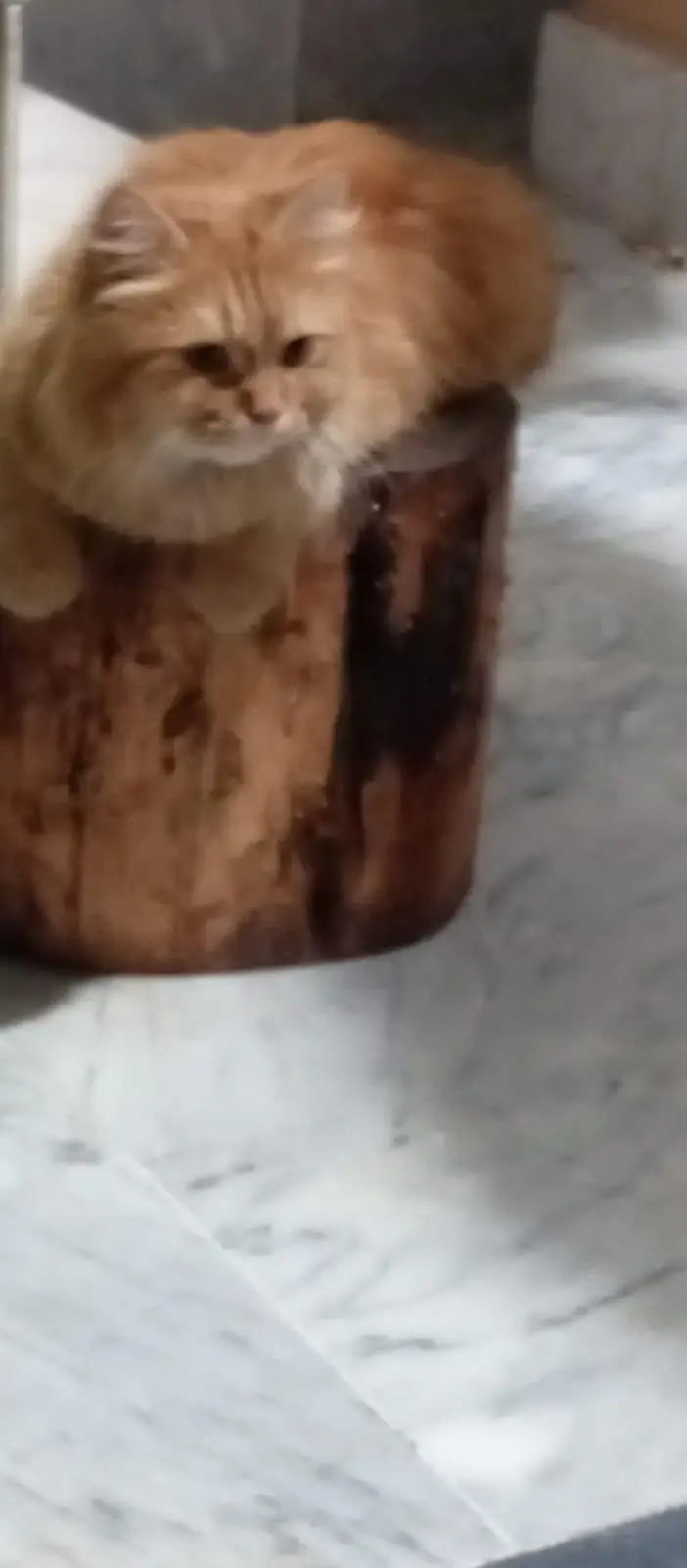persian cat for sale — photo 2