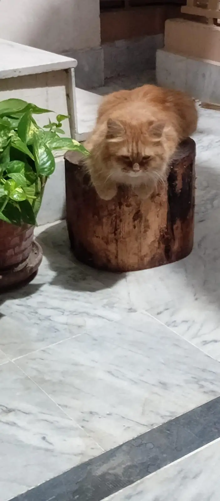 persian cat for sale — photo 3