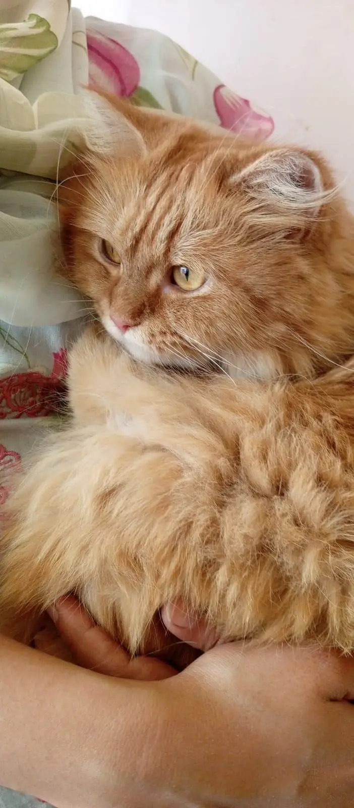 persian cat for sale — photo 4