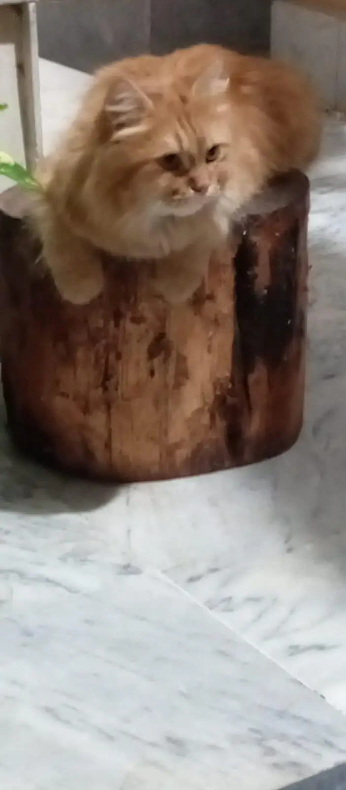 persian cat for sale — photo 5