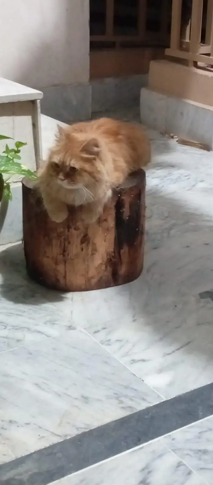 persian cat for sale — photo 6