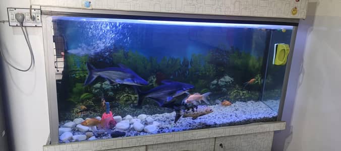fish tank +fishes for sale (03218484989)