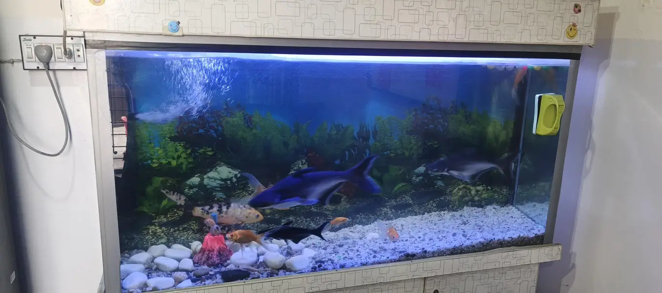 fish tank +fishes for sale (03218484989) — photo 2