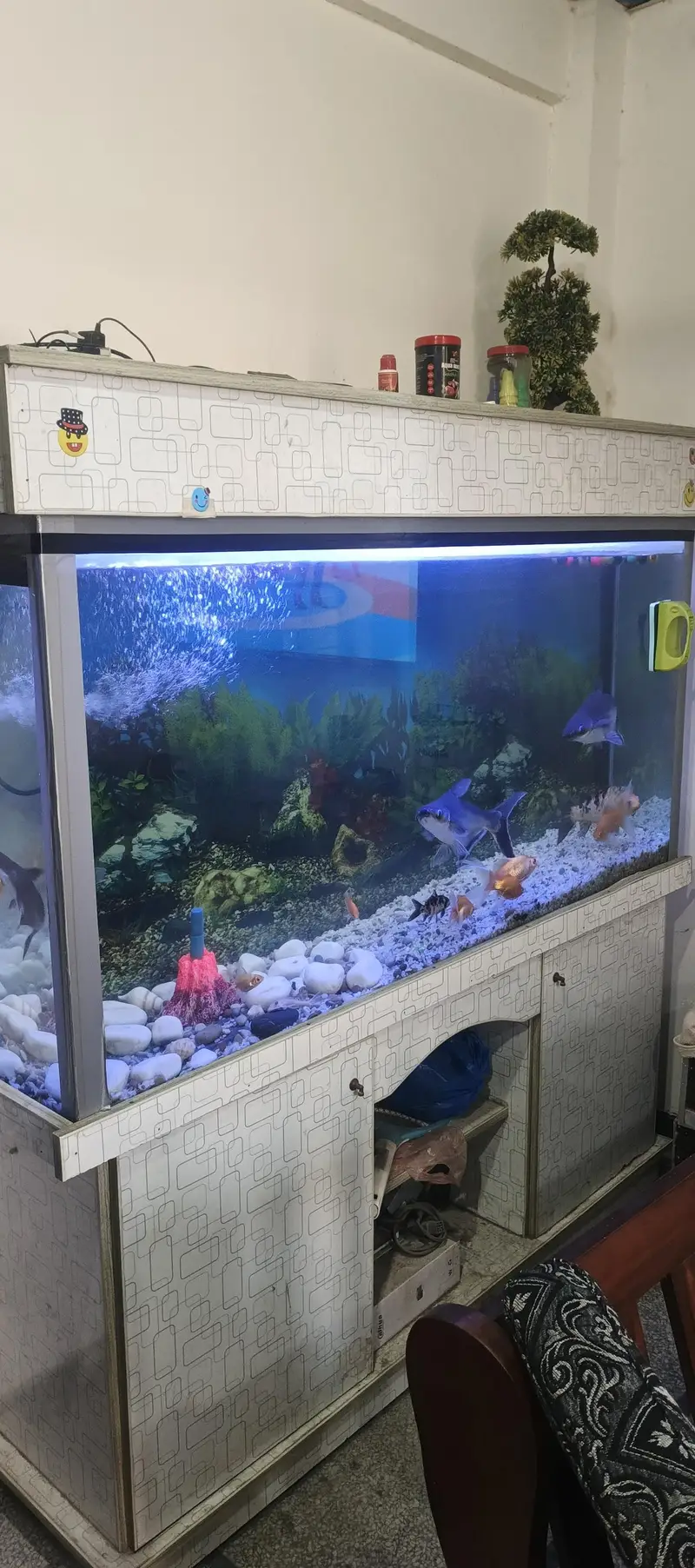 fish tank +fishes for sale (03218484989) — photo 3