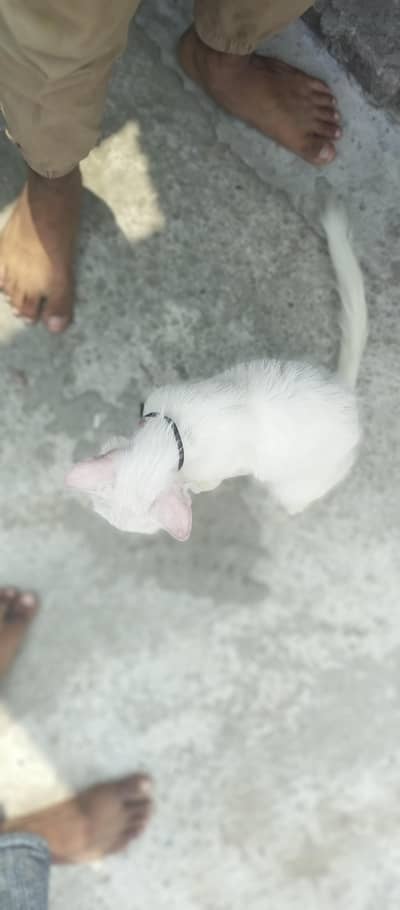 Persian cat for sale bas bal thoray se utr gye hai baki shi hai