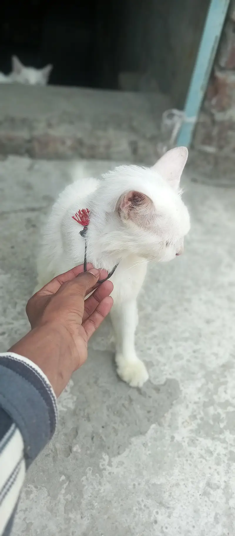 Persian cat for sale bas bal thoray se utr gye hai baki shi hai — photo 2