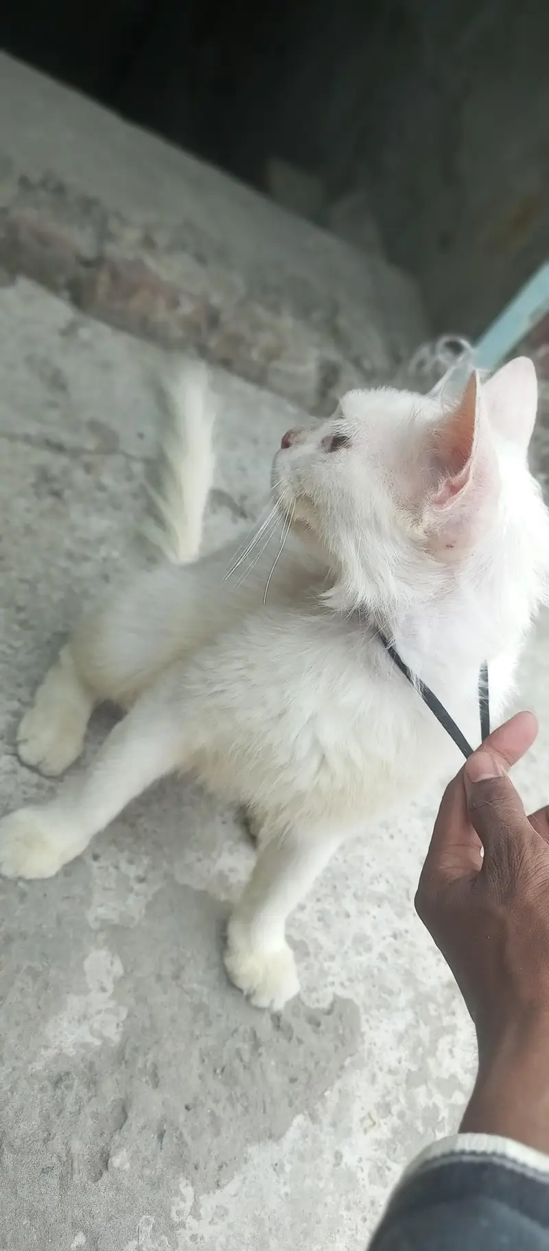 Persian cat for sale bas bal thoray se utr gye hai baki shi hai — photo 3