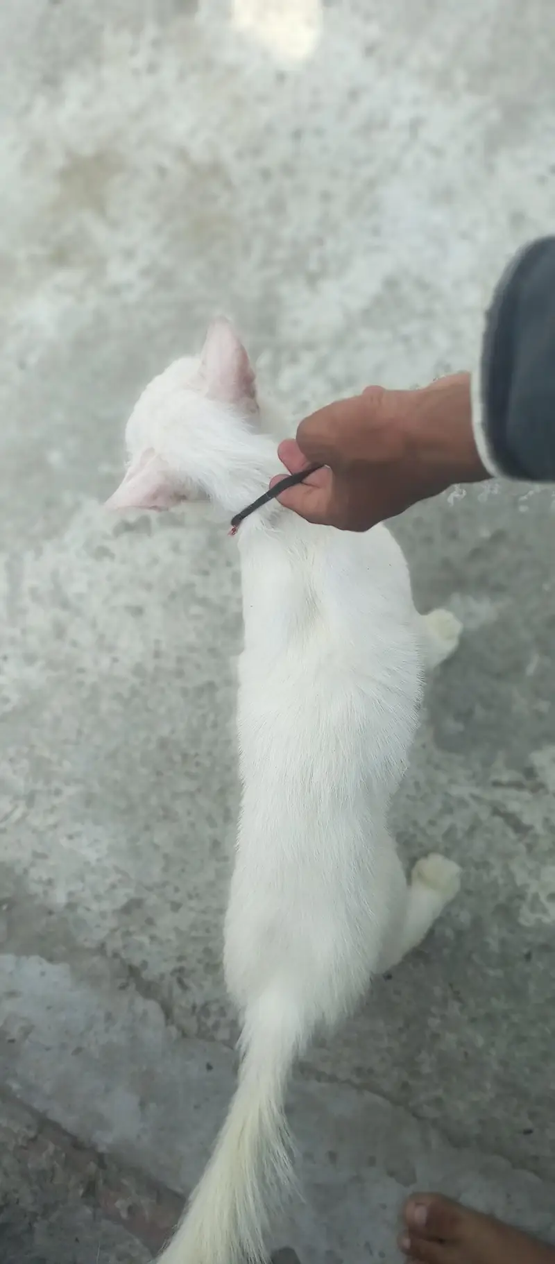 Persian cat for sale bas bal thoray se utr gye hai baki shi hai — photo 4