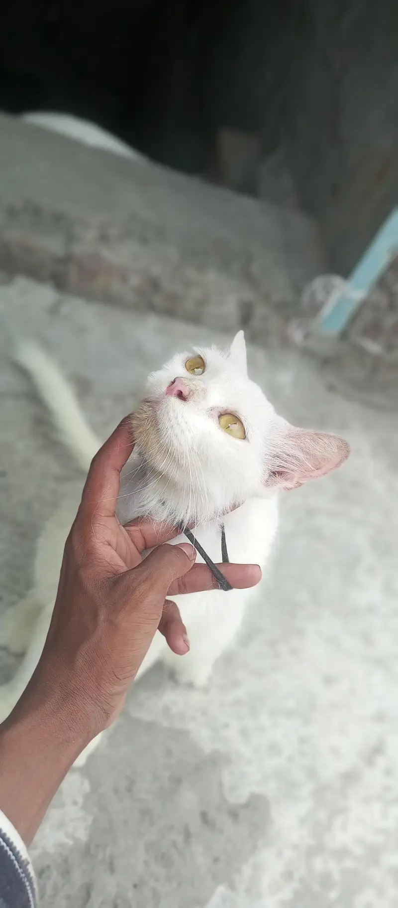 Persian cat for sale bas bal thoray se utr gye hai baki shi hai — photo 5