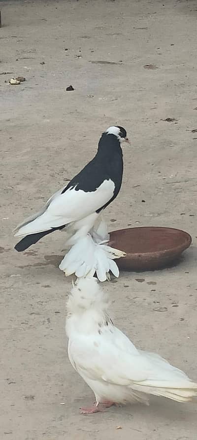 magpie puter ready to fist breed inshaAllah big pamoz big size