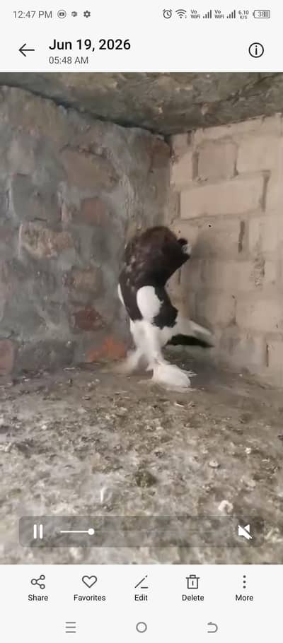 magpie puter ready to fist breed inshaAllah big pamoz big size
