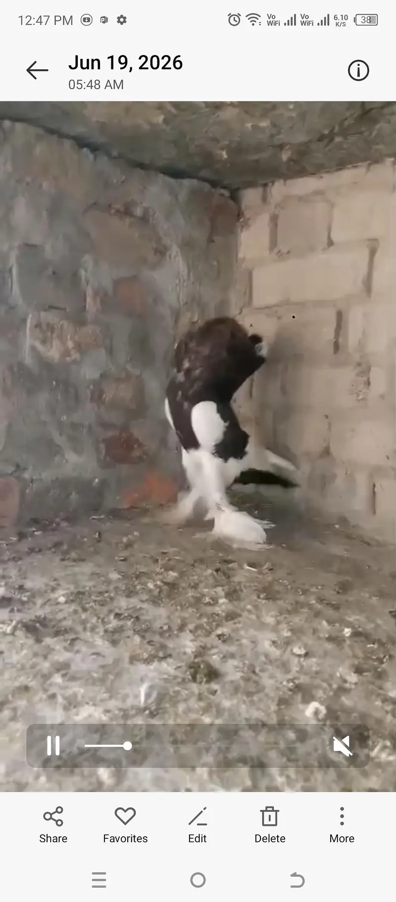 magpie puter ready to fist breed inshaAllah big pamoz big size — photo 2