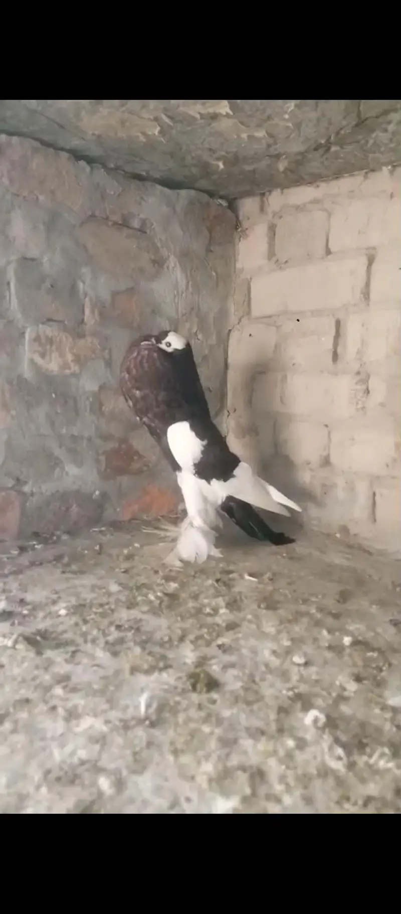 magpie puter ready to fist breed inshaAllah big pamoz big size — photo 3