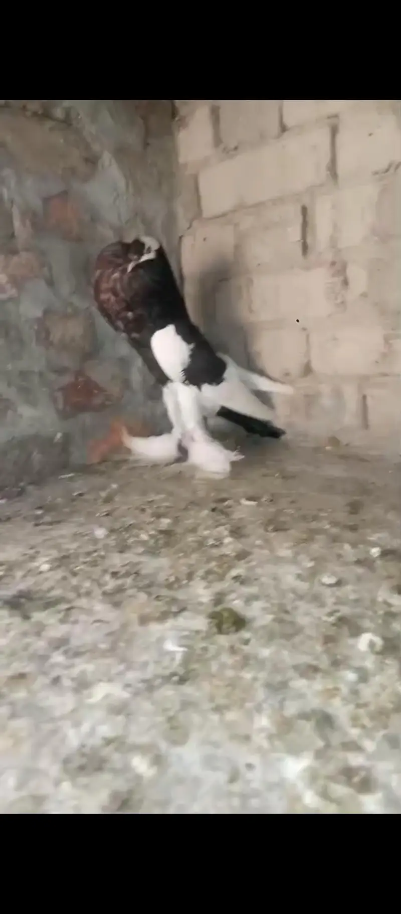 magpie puter ready to fist breed inshaAllah big pamoz big size — photo 4