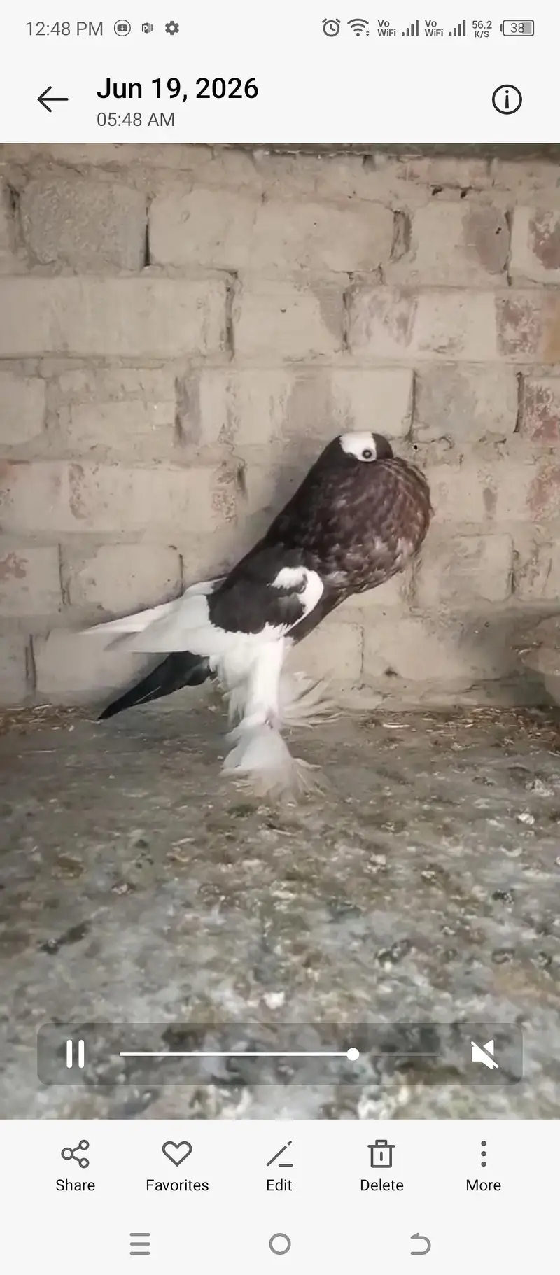 magpie puter ready to fist breed inshaAllah big pamoz big size — photo 5