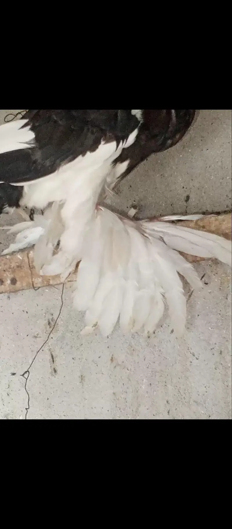 magpie puter ready to fist breed inshaAllah big pamoz big size — photo 6
