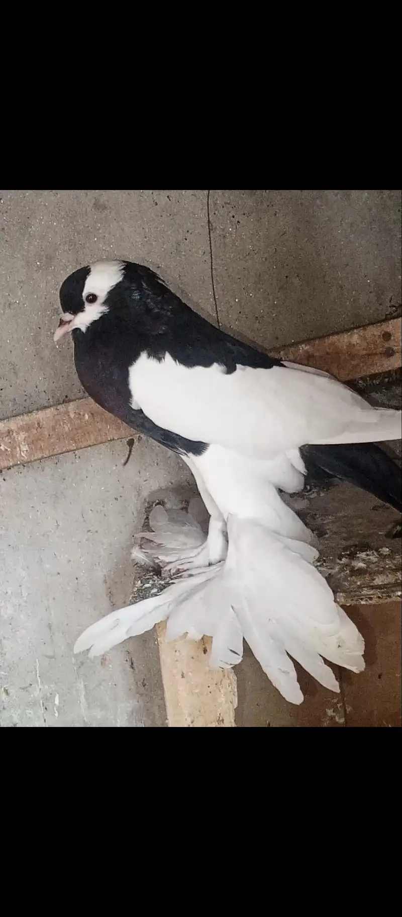 magpie puter ready to fist breed inshaAllah big pamoz big size — photo 7
