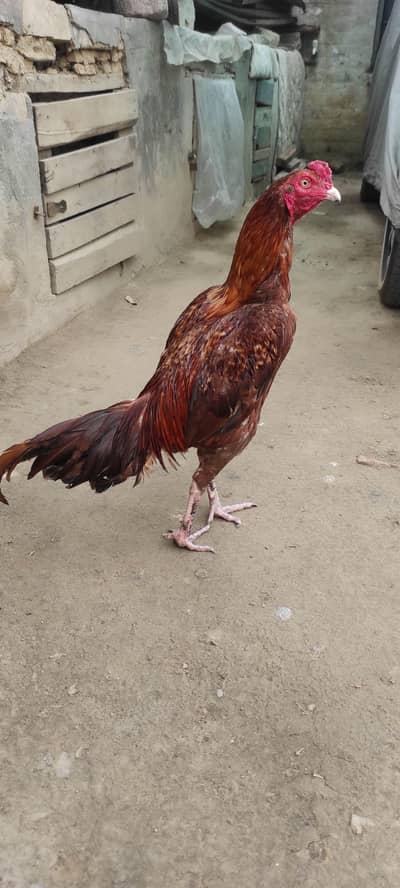 aseel minawali murgha for sale