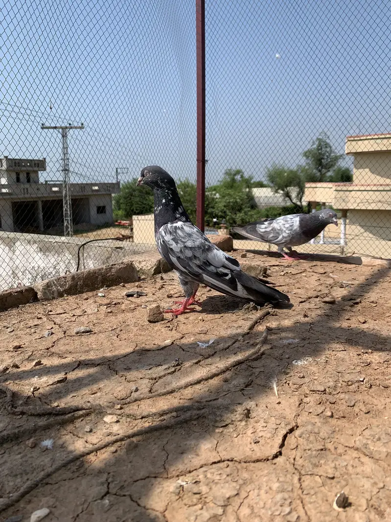 Achy kaboter breeder for sale hain jiss bahi ko chahiy Rabta kry — photo 2