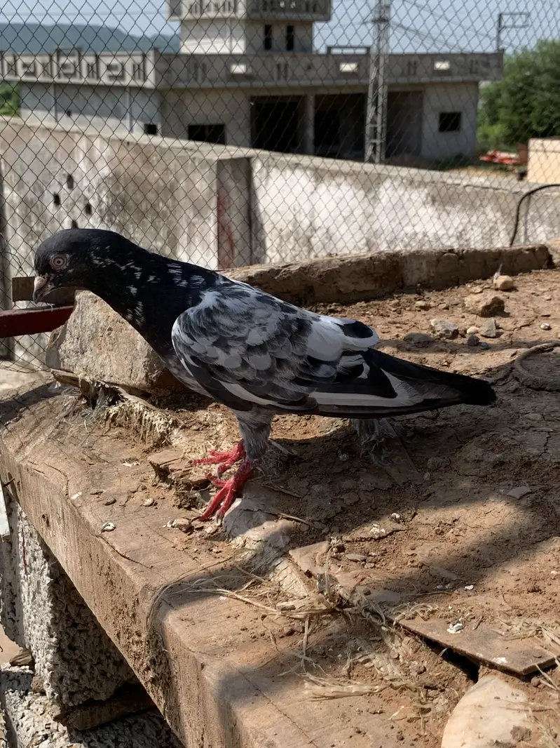 Achy kaboter breeder for sale hain jiss bahi ko chahiy Rabta kry — photo 4