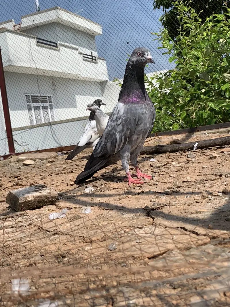 Achy kaboter breeder for sale hain jiss bahi ko chahiy Rabta kry — photo 5