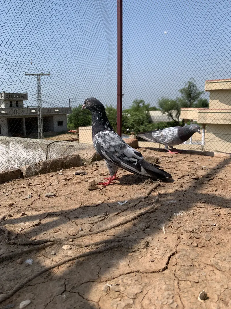 Achy kaboter breeder for sale hain jiss bahi ko chahiy Rabta kry — photo 6