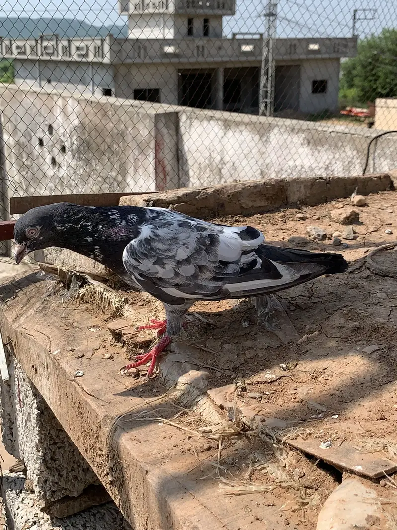 Achy kaboter breeder for sale hain jiss bahi ko chahiy Rabta kry — photo 7