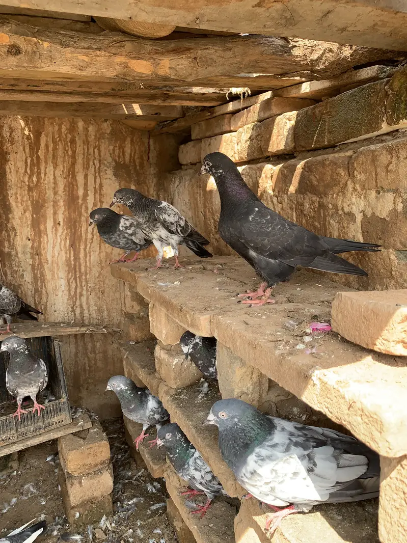 Achy kaboter breeder for sale hain jiss bahi ko chahiy Rabta kry — photo 8