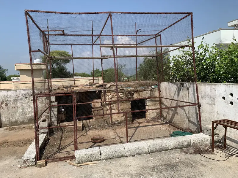 Achy kaboter breeder for sale hain jiss bahi ko chahiy Rabta kry — photo 9