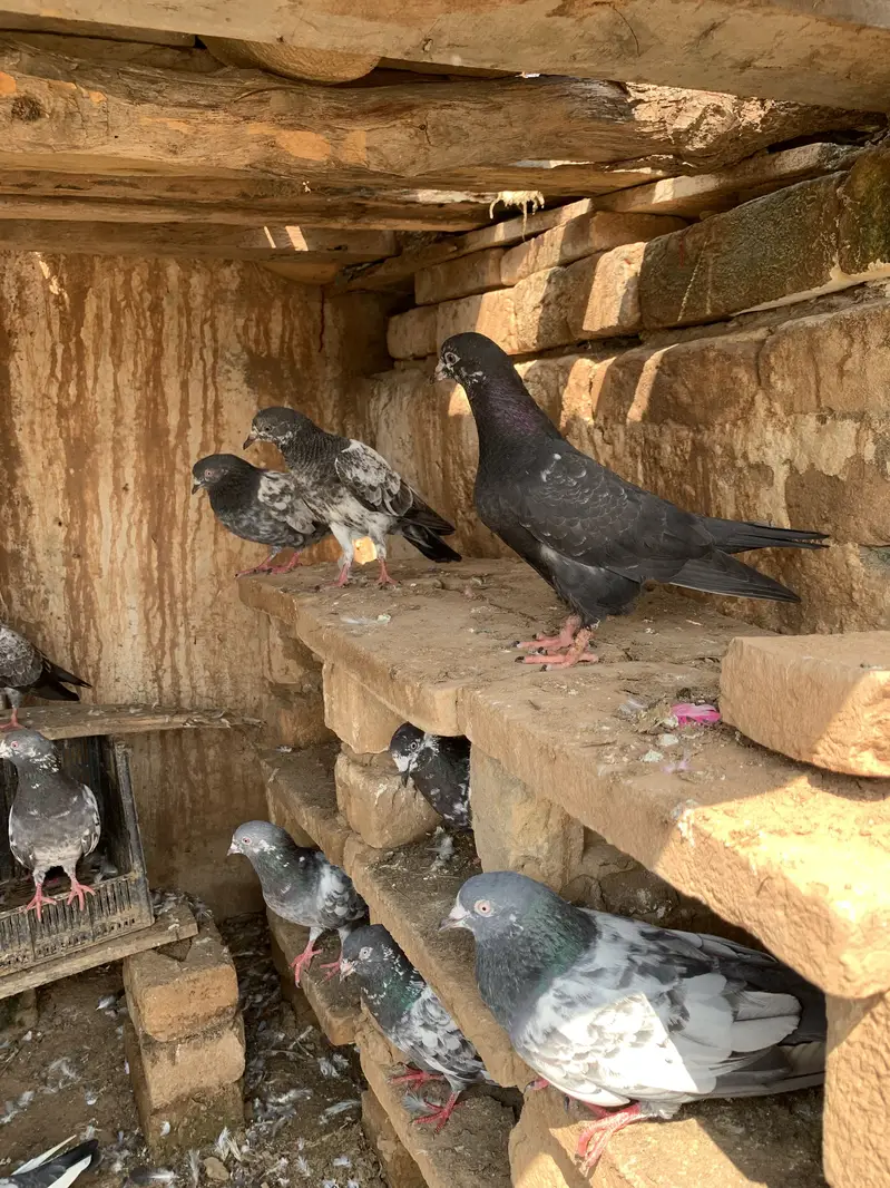 Achy kaboter breeder for sale hain jiss bahi ko chahiy Rabta kry — photo 10