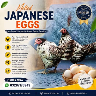Molted and Pure White Japanese Eggs