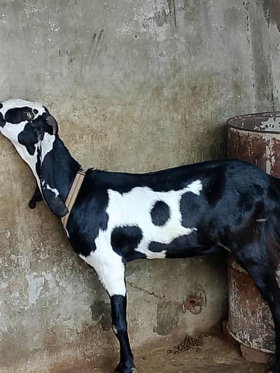 urgent sale serious person contact