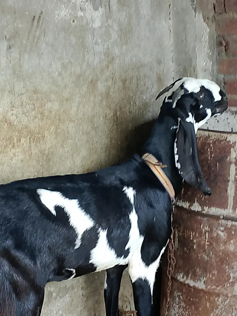 urgent sale serious person contact — photo 3