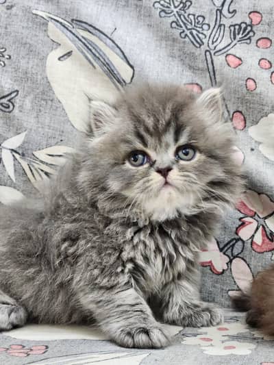 Persian kittens