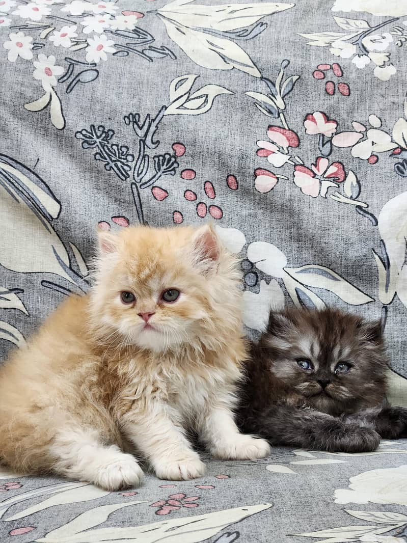 Persian kittens 3