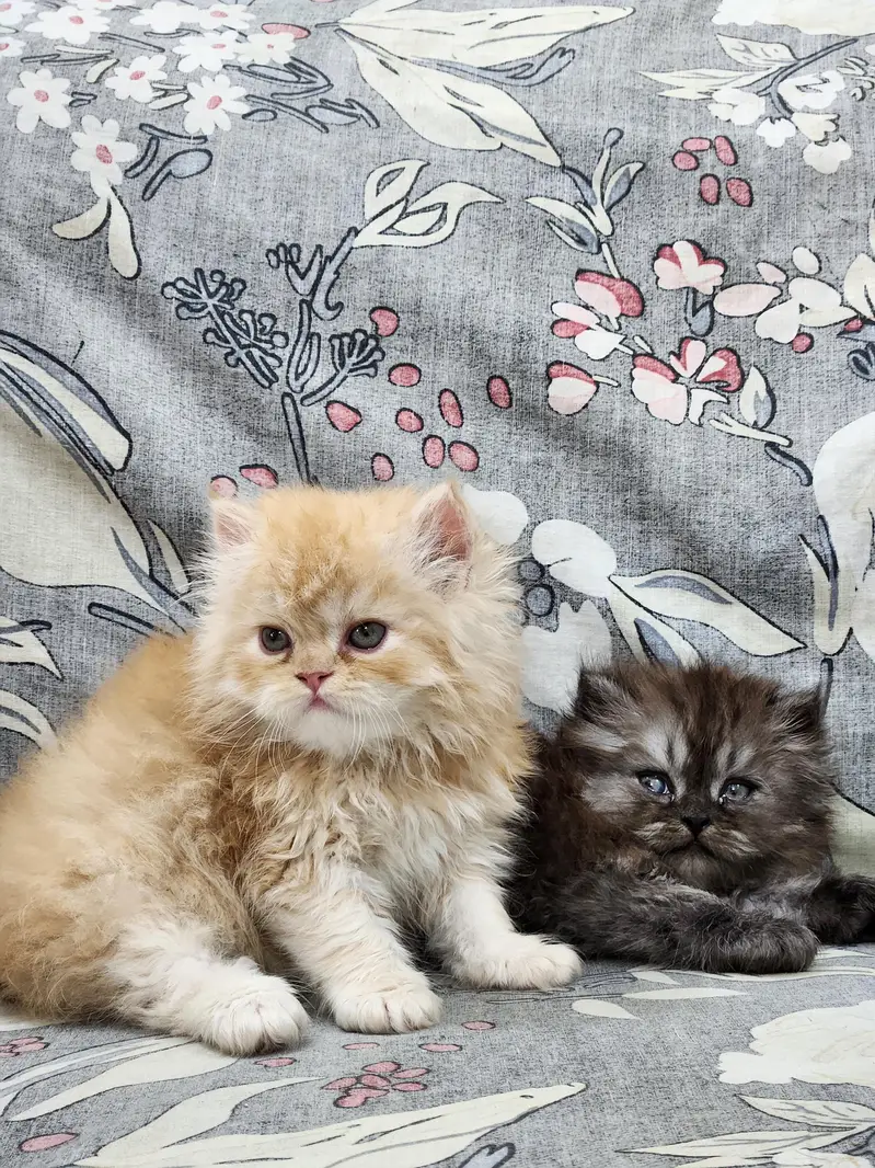 Persian kittens — photo 4