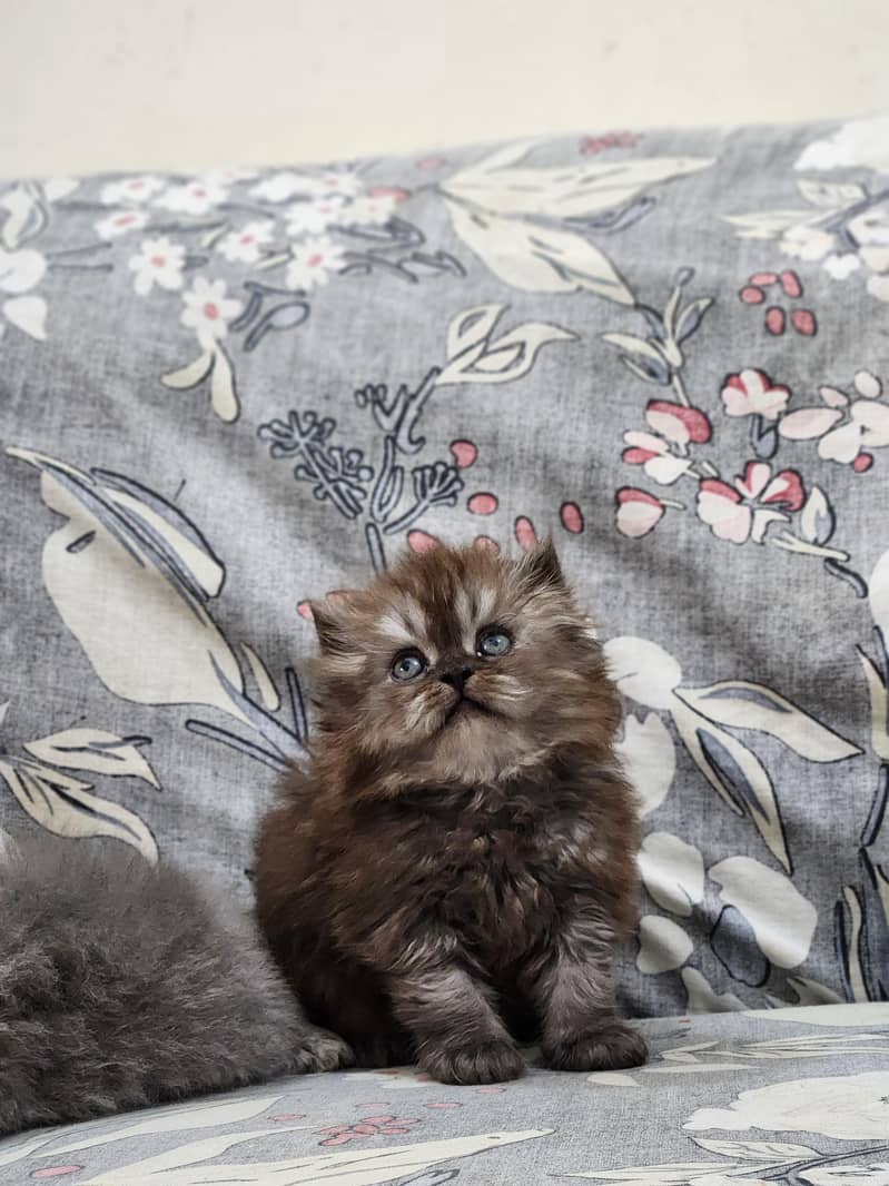 Persian kittens 4